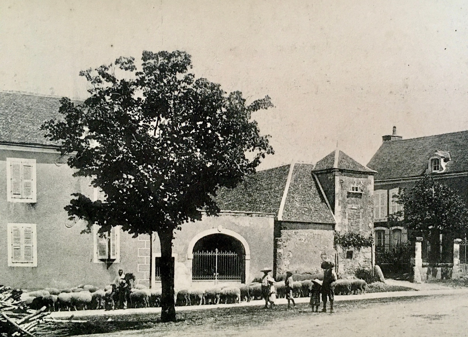 Carte postale ancienne du village : maisons, grand arbre et troupeau de moutons dans la rue